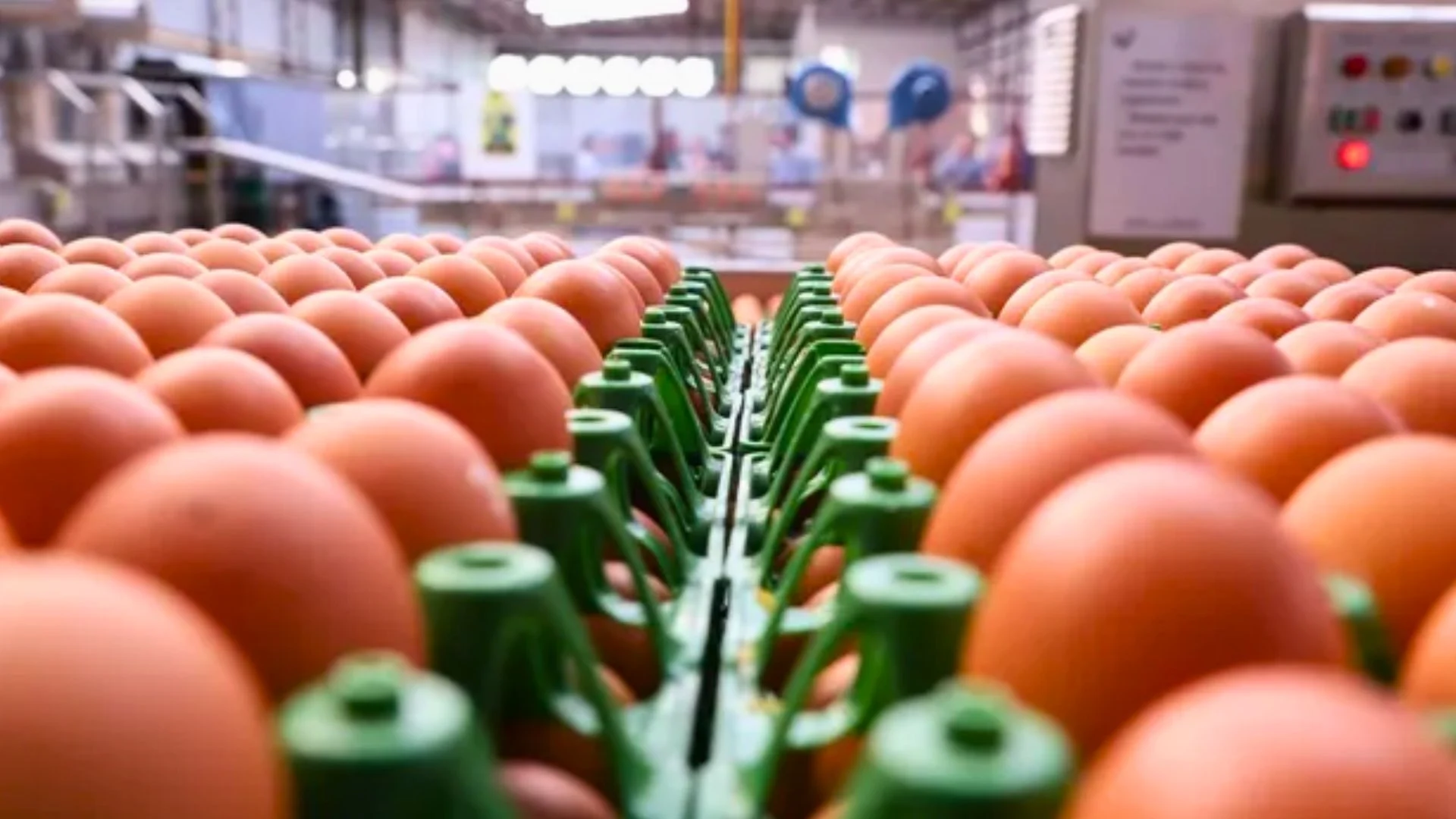 Produção de ovos cai 53% na Fazenda AVIPAL por falta de electricidade