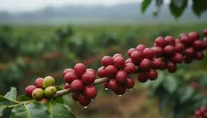 Novas técnicas impulsionam produção de café e elevam previsões de colheita